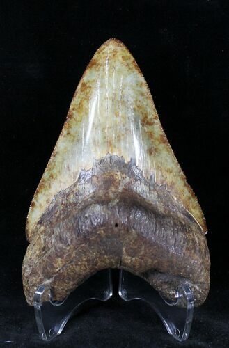 Uniquely Colored Megalodon Tooth - Georgia #21876